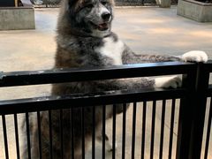 -TrueLove @ Neverland (Husky Cafe)