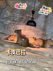 -Zoolung Zoolung动物主题公园(海信广场店)