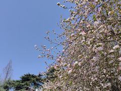 -习家池