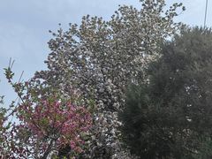 -桃花堤公园