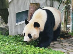 -卧龙中华大熊猫苑神树坪基地
