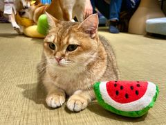 -逗柴咖啡屋·狗咖猫咖宠物桌游