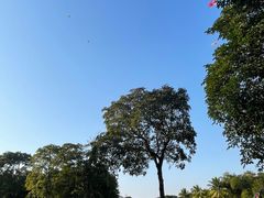 -万绿园