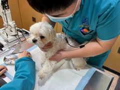 -pd派德宠物中心医院24H急重症·眼科中心·血液透析中心(嵩山北路店)