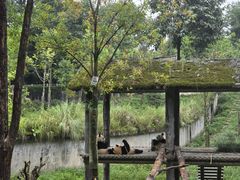 -中国大熊猫保护研究中心雅安碧峰峡基地