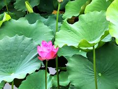 -莲花池公园