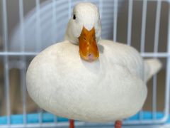 -怪兽屋·羊驼·猫咖·狗咖(俊华广场店)