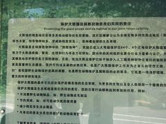 -都江堰中华大熊猫苑