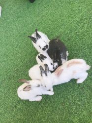 -萌宠亲子动物乐园(槐房万达店)