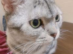 -猫友咖啡店(玉林西路店)