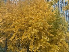 -香妃烤鸡(西单店)