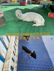 -萌宠亲子动物乐园(槐房万达店)