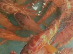 -宜宾海鲜酒家·三十年老字号