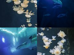 -圣淘沙名胜世界
