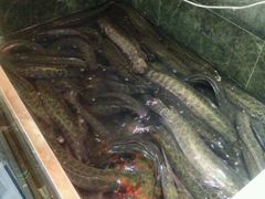 -丰乐斑鱼庄(建业·壹号城邦店)