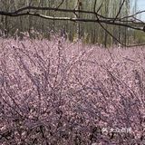 公园人很多基本都是扎营的尤其一进公园不远处人挺多放风