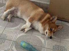 -关爱动物医院·心脏·中兽医·异宠(金牛路分院)