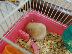-龟与熊猫宠物公园(南坪店)