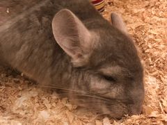 -龙猫仔乐园(惠福东路店)