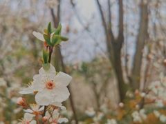 -顾村公园