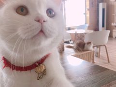 -猫的茶·猫咖