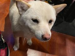 -猫小院猫主题咖啡厅(北锣店)