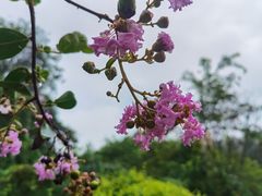 -神仙树公园