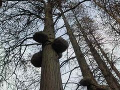 -西湖外事游船(湖滨二公园外事游船码头)