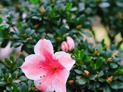 -沈阳植物园