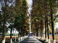 -大莲湖农家乐(青西郊野公园店)