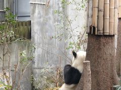 -成都大熊猫繁育研究基地