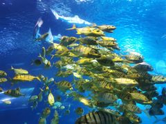 -太平洋海底世界