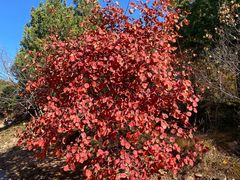 -北京西山国家森林公园