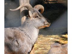 -青藏高原野生动物园