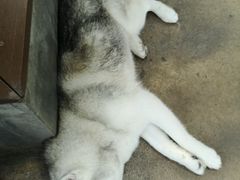 -TrueLove @ Neverland (Husky Cafe)