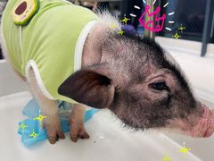 -怪兽屋·羊驼·猫咖·狗咖(俊华广场店)