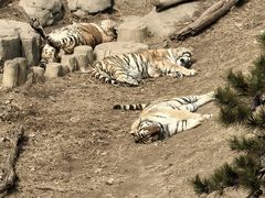 -大连森林动物园