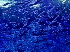 -海合安武汉极地海洋公园