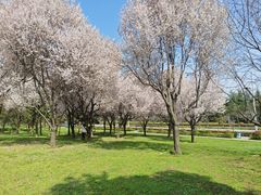 -洨河生态公园