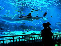 -烟台海昌鲸鲨海洋公园