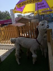 -萌宠亲子动物乐园(槐房万达店)