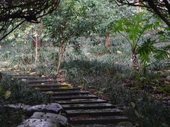 -金花茶公园
