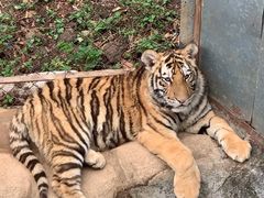 -深圳野生动物园