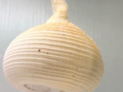 -青岛贝壳博物馆