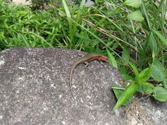 -楠溪江风景名胜区