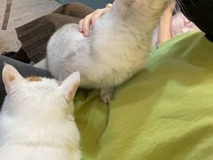 -猫十亿·布偶金渐层·曼基康矮脚猫舍(青年路店)