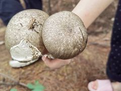 -铁山坪森林公园