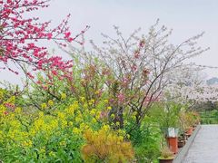 -南汇桃花村