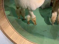-藦茜花园宠物主题亲子互动体验馆(国顺东路店)