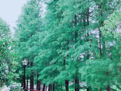 -月湖风景区